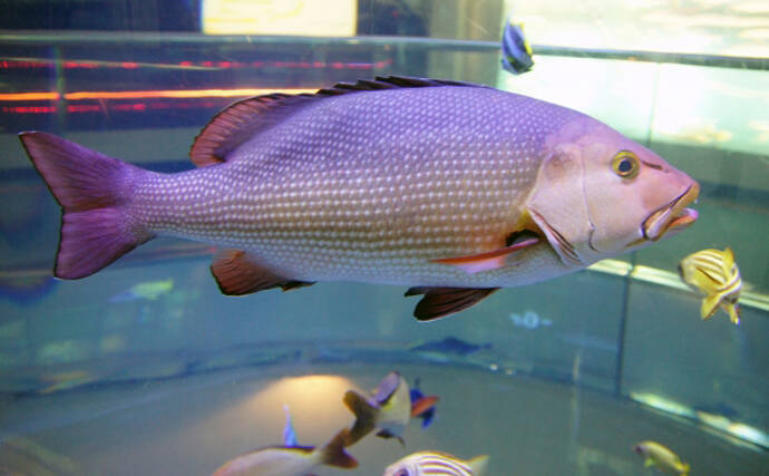 同じ魚なのに生息場所によって【有毒か無毒か】が分かれるってどういうこと？