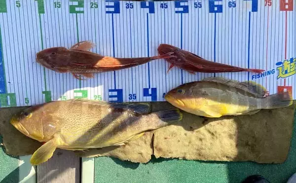 「【沖のルアー釣果速報】タイラバで70cm超メダイ手中！良型マダイ＆アマダイ15匹と好釣果（三重）」の画像