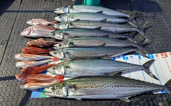 「【沖のルアー釣果速報】タイラバで70cm超メダイ手中！良型マダイ＆アマダイ15匹と好釣果（三重）」の画像