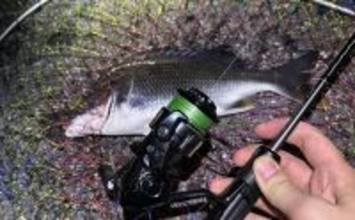 ハイプレッシャーポイントでチヌ（クロダイ）を釣る方法　フィネス化が有効