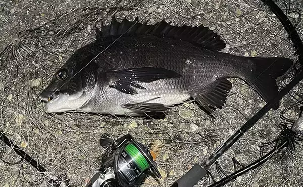 「ハイプレッシャーポイントでチヌ（クロダイ）を釣る方法　フィネス化が有効」の画像