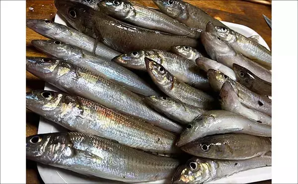 「堤防ちょい投げ釣りで23cm良型キスが登場！【天草・熊本】ゲストにグチも顔見せ」の画像