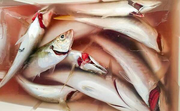 遠州灘の泳がせ釣りでカンパチにイナダ 本命ヒラメは不発も満足釣果 22年12月6日 エキサイトニュース