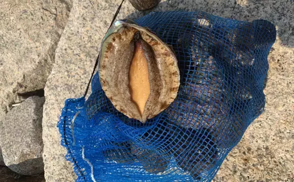 「アワビ密漁者に罰金50万円が課される　それでも「安すぎる」ワケとは？」の画像