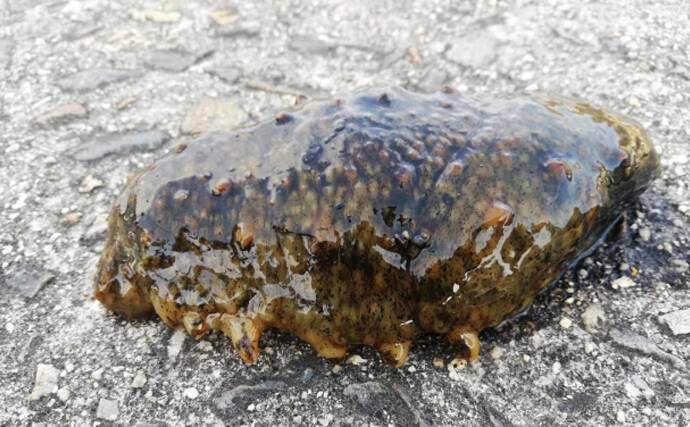 アワビ密漁者に罰金50万円が課される　それでも「安すぎる」ワケとは？