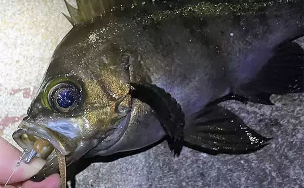 陸っぱりライトルアー釣行で28cmメバル浮上【大阪】早めのリトリーブにヒット