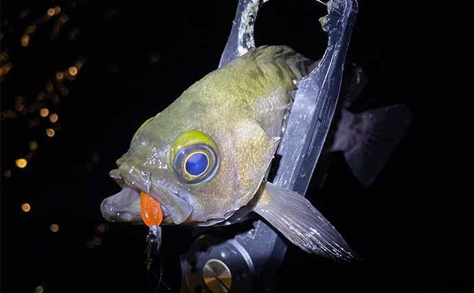 陸っぱりライトルアー釣行で28cmメバル浮上【大阪】早めのリトリーブにヒット