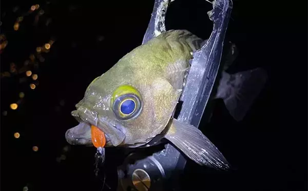 「陸っぱりライトルアー釣行で28cmメバル浮上【大阪】早めのリトリーブにヒット」の画像