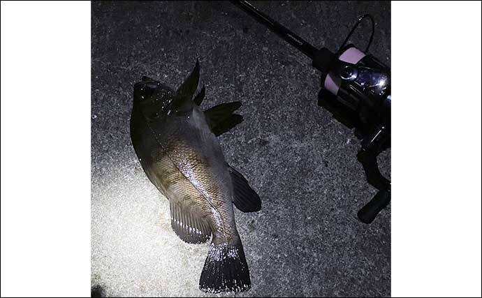 陸っぱりライトルアー釣行で28cmメバル浮上【大阪】早めのリトリーブにヒット