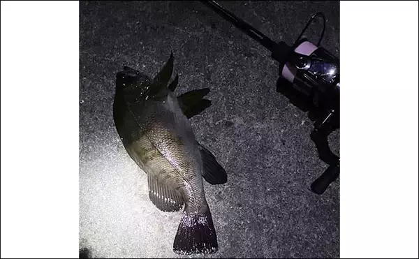 「陸っぱりライトルアー釣行で28cmメバル浮上【大阪】早めのリトリーブにヒット」の画像