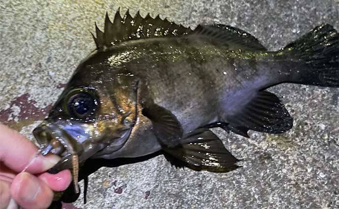 陸っぱりライトルアー釣行で28cmメバル浮上【大阪】早めのリトリーブにヒット