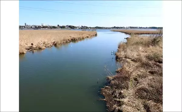 「今週のヘラブナ推薦釣り場2025【千葉県・大津川】」の画像