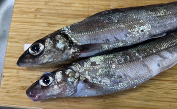 『ギス』は釣りでは嫌われがちだけど「最高のおでんの具になる」魚