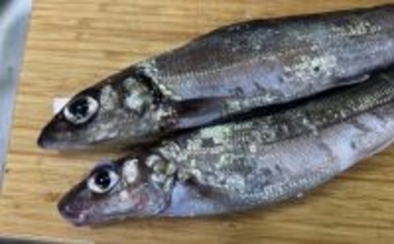 『ギス』は釣りでは嫌われがちだけど「最高のおでんの具になる」魚