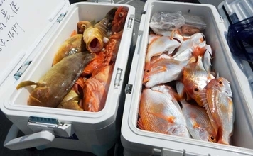 沖五目釣りでクーラーボックス2個満タン釣果！【第二大福丸】レンコにアオナが好調