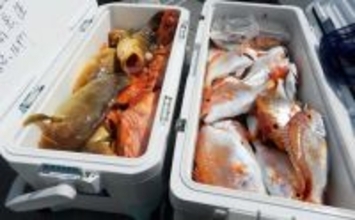 沖五目釣りでクーラーボックス2個満タン釣果！【第二大福丸】レンコにアオナが好調