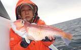 「沖五目釣りでクーラーボックス2個満タン釣果！【第二大福丸】レンコにアオナが好調」の画像3