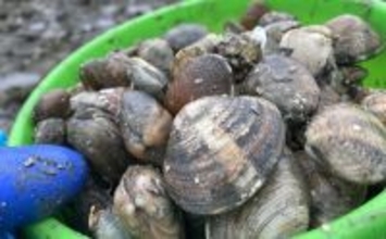 潮干狩りの最新トレンドは「ハシゴ」？　メリットと楽しみ方を紹介