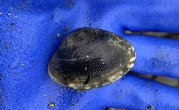 「潮干狩りの最新トレンドは「ハシゴ」？　メリットと楽しみ方を紹介」の画像