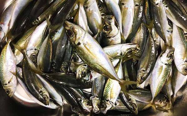 東京湾ltアジ を徹底攻略 初心者でも実践できる釣果upのコツ 22年9月28日 エキサイトニュース