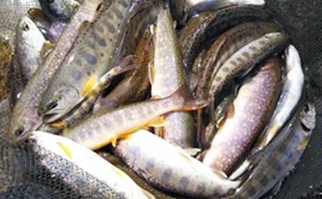 2022年オススメ渓流釣り場：岐阜・石徹白川　大自然の中での釣りが魅力