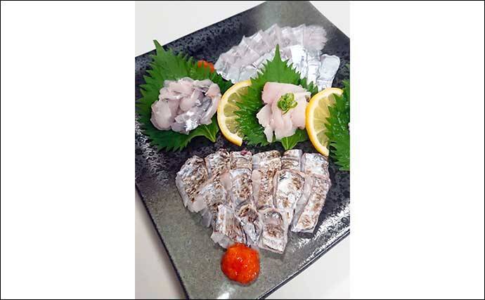 博多湾でのテンヤタチウオ釣りでF4級2ケタ釣果　炙り刺身を堪能