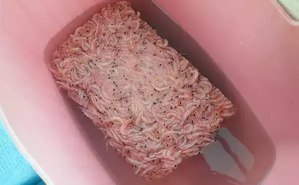 「フカセ釣りでヒラスズキを狙う方法　【タックル・エサ・釣り方を解説】」の画像