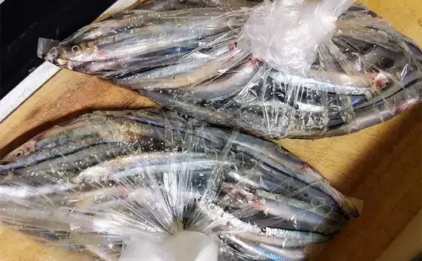 「フカセ釣りでヒラスズキを狙う方法　【タックル・エサ・釣り方を解説】」の画像