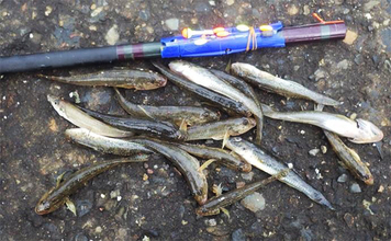 海老川河口のハゼ釣りでマハゼ16匹【千葉】釣れるポイントは限定的か?