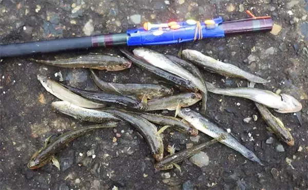 海老川河口のハゼ釣りでマハゼ16匹【千葉】釣れるポイントは限定的か？