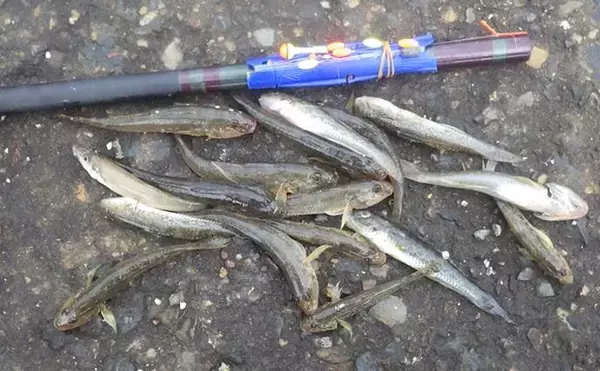 「海老川河口のハゼ釣りでマハゼ16匹【千葉】釣れるポイントは限定的か？」の画像