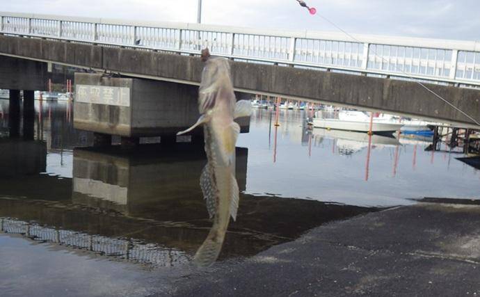海老川河口のハゼ釣りでマハゼ16匹【千葉】釣れるポイントは限定的か？