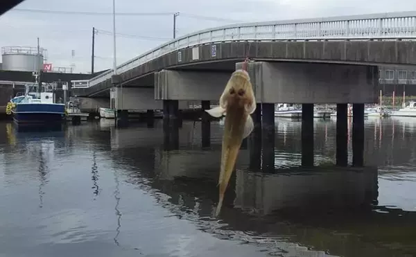 「海老川河口のハゼ釣りでマハゼ16匹【千葉】釣れるポイントは限定的か？」の画像
