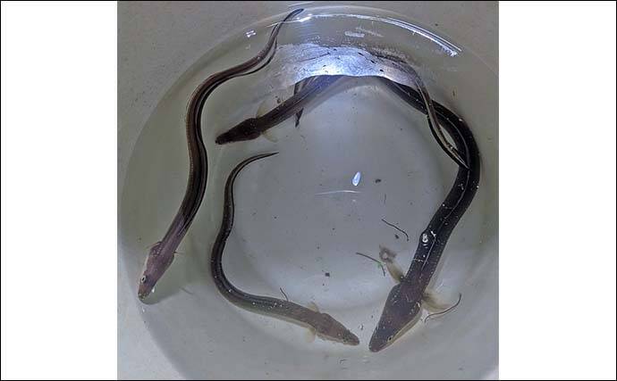 大野海岸周辺の夜投げ釣りでアナゴ5匹キャッチ【愛知】良型カサゴもヒット