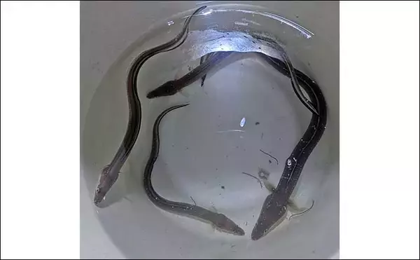 「大野海岸周辺の夜投げ釣りでアナゴ5匹キャッチ【愛知】良型カサゴもヒット」の画像