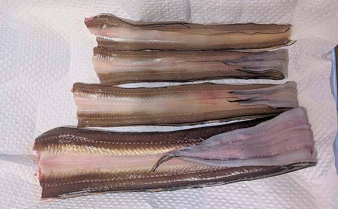 大野海岸周辺の夜投げ釣りでアナゴ5匹キャッチ【愛知】良型カサゴもヒット