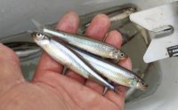 相模湖のボートワカサギ釣りで213尾手中！【神奈川】仕掛け変更と拾い釣り戦略が奏功