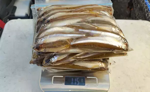 「相模湖のボートワカサギ釣りで213尾手中！【神奈川】仕掛け変更と拾い釣り戦略が奏功」の画像