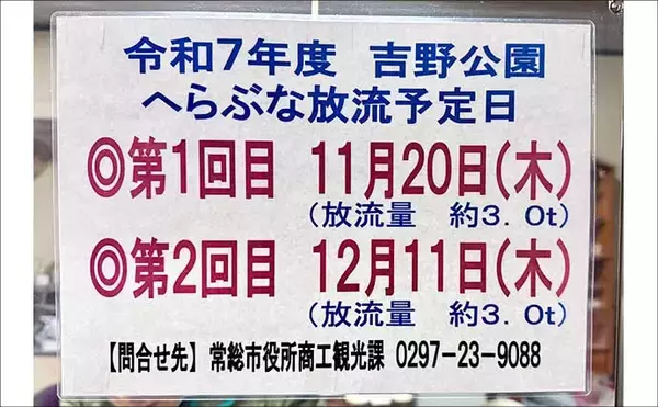 「吉田康雄のザ・チャレンジへらぶな【放流日の翌日ってどうよ！？#2】」の画像