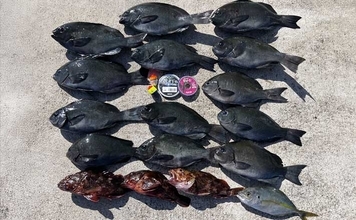 沖磯ウキフカセ釣りで32.7cmグレをキャッチ【三重・長嶋】フグ地獄の中で本命確保