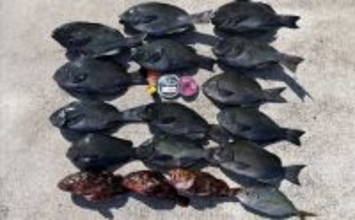 沖磯ウキフカセ釣りで32.7cmグレをキャッチ【三重・長嶋】フグ地獄の中で本命確保