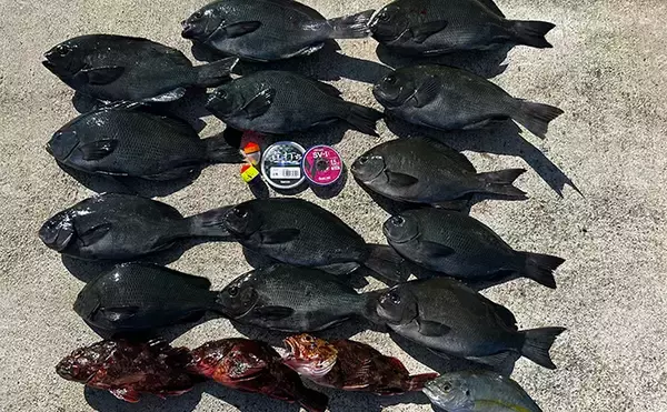 「沖磯ウキフカセ釣りで32.7cmグレをキャッチ【三重・長嶋】フグ地獄の中で本命確保」の画像