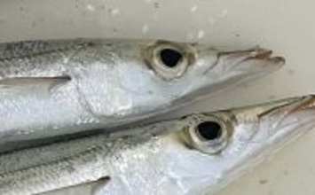 堤防ライトルアー釣りでカマス4尾【千葉・富浦新港】ただ巻きとシャクリ織り混ぜ手中