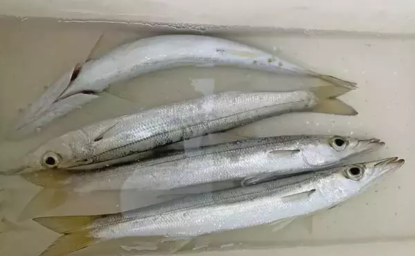 「堤防ライトルアー釣りでカマス4尾【千葉・富浦新港】ただ巻きとシャクリ織り混ぜ手中」の画像