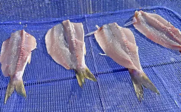 「堤防ライトルアー釣りでカマス4尾【千葉・富浦新港】ただ巻きとシャクリ織り混ぜ手中」の画像