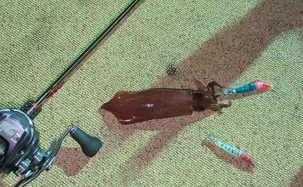 「「赤緑のスッテにしかアタらない？」 イカメタル釣行でケンサキイカの数釣りを堪能【京都】」の画像