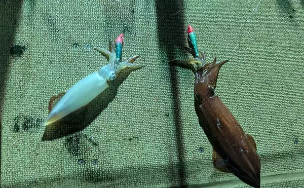「「赤緑のスッテにしかアタらない？」 イカメタル釣行でケンサキイカの数釣りを堪能【京都】」の画像