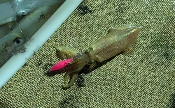 「「赤緑のスッテにしかアタらない？」 イカメタル釣行でケンサキイカの数釣りを堪能【京都】」の画像