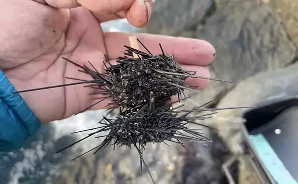 「堤防イシダイ（石鯛）釣りの【仕掛けとエサを解説】　妥協は絶対ダメ？」の画像