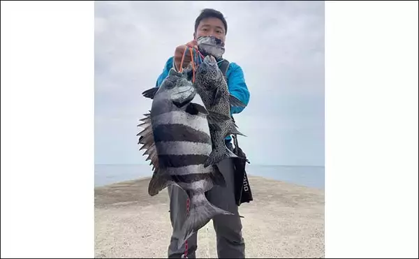 「堤防イシダイ（石鯛）釣りの【仕掛けとエサを解説】　妥協は絶対ダメ？」の画像